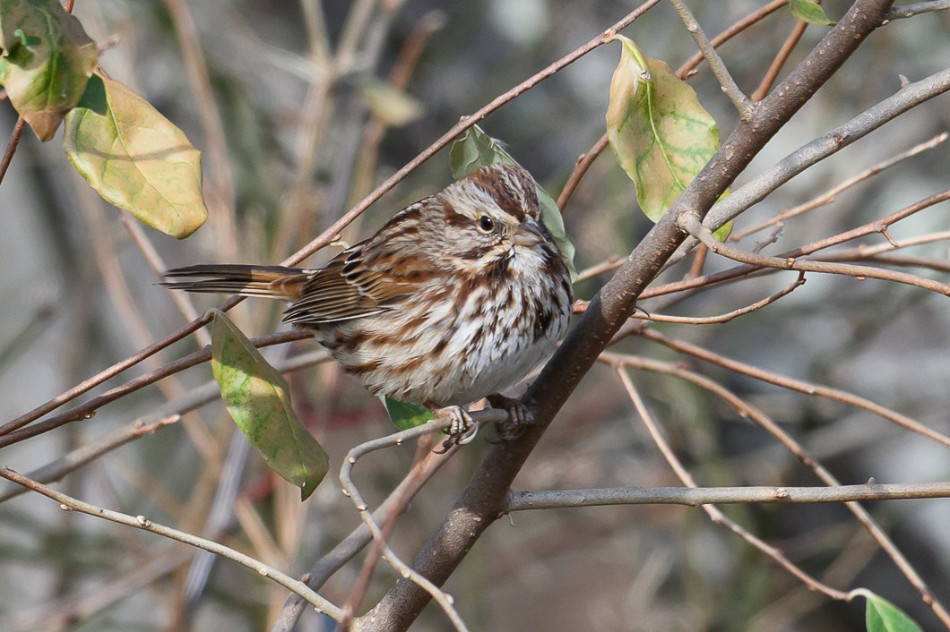 Song Sparrow - ML646661873