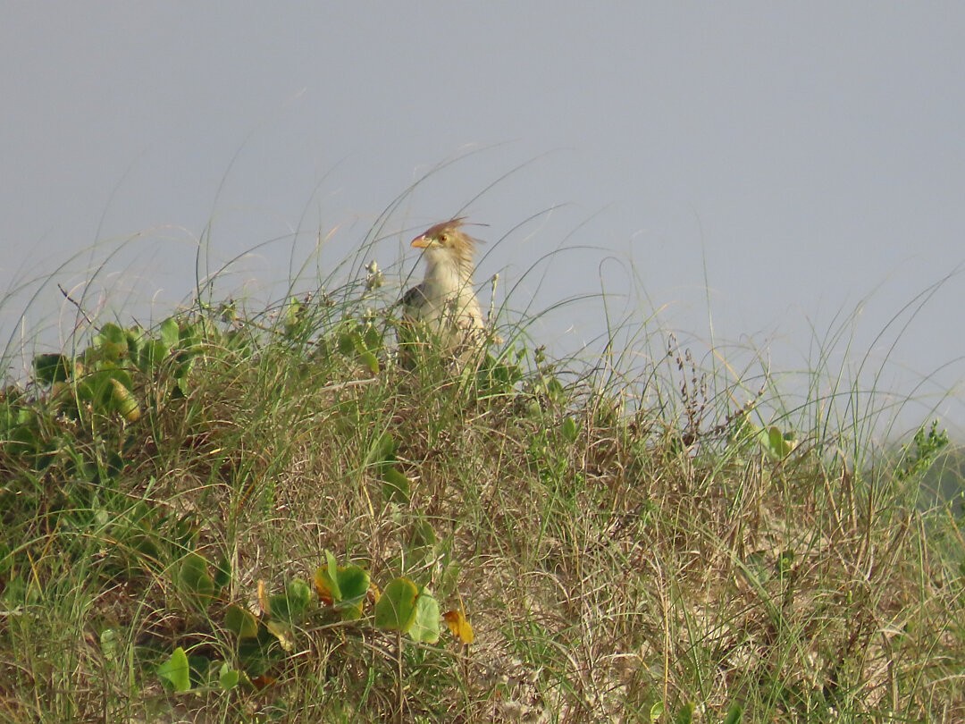 Guira Cuckoo - ML646661874