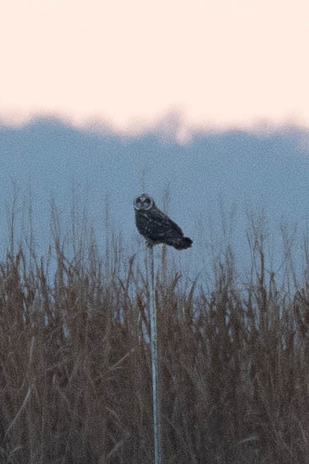 Short-eared Owl - ML646661877