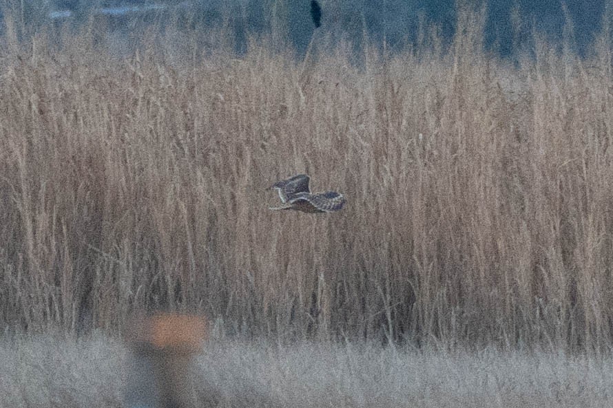 Zingira-hontza - ML646661878