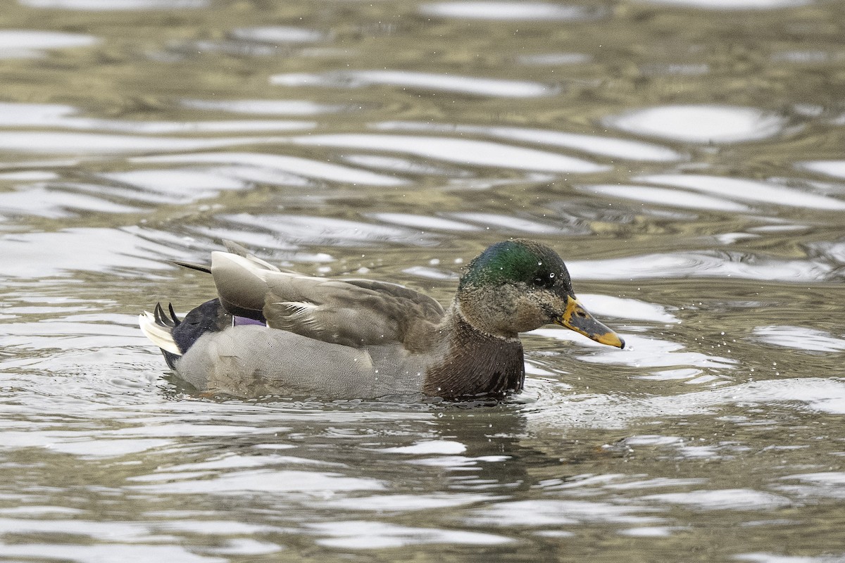 Mallard - ML646661879