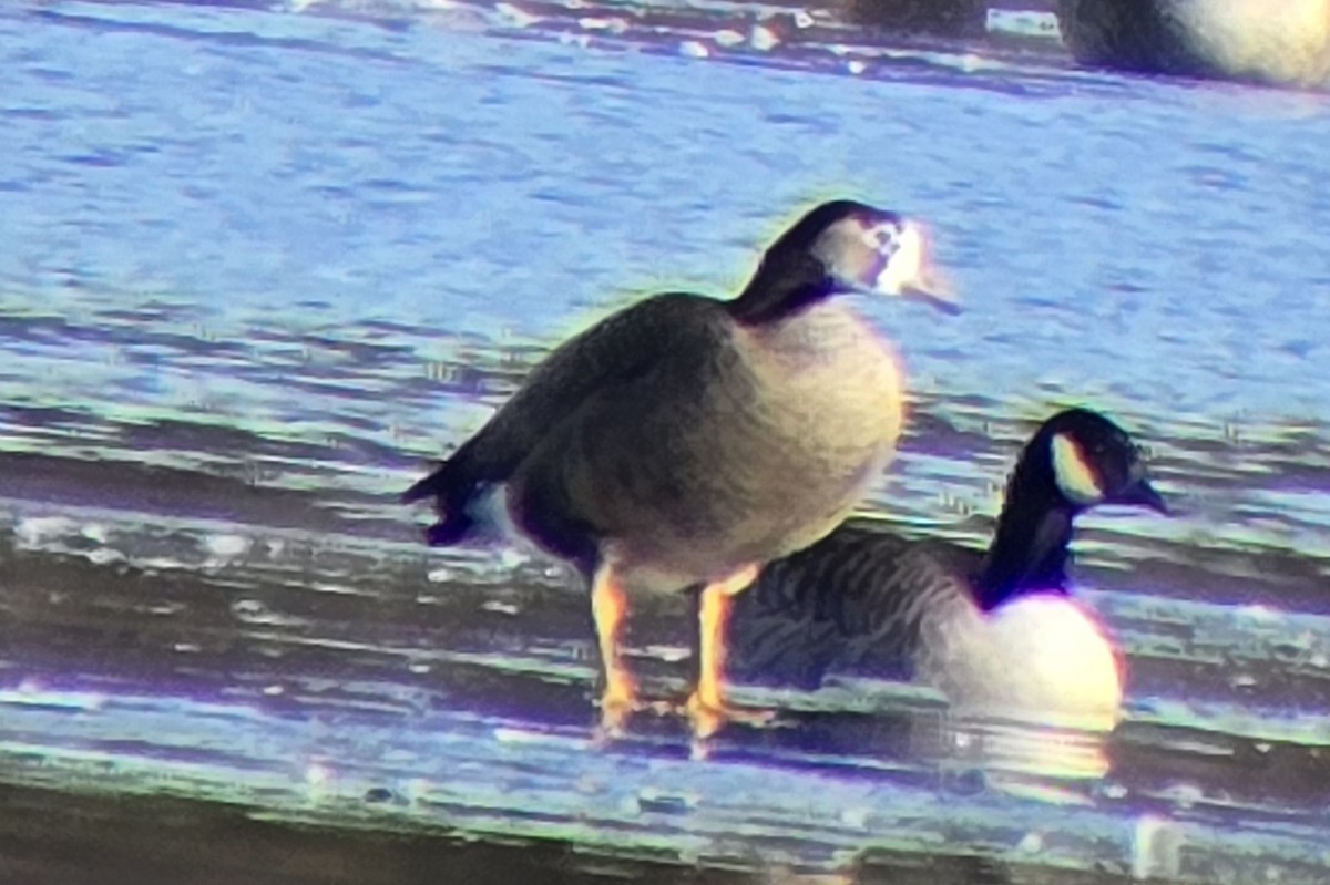 Greater White-fronted x Canada Goose (hybrid) - ML646661880