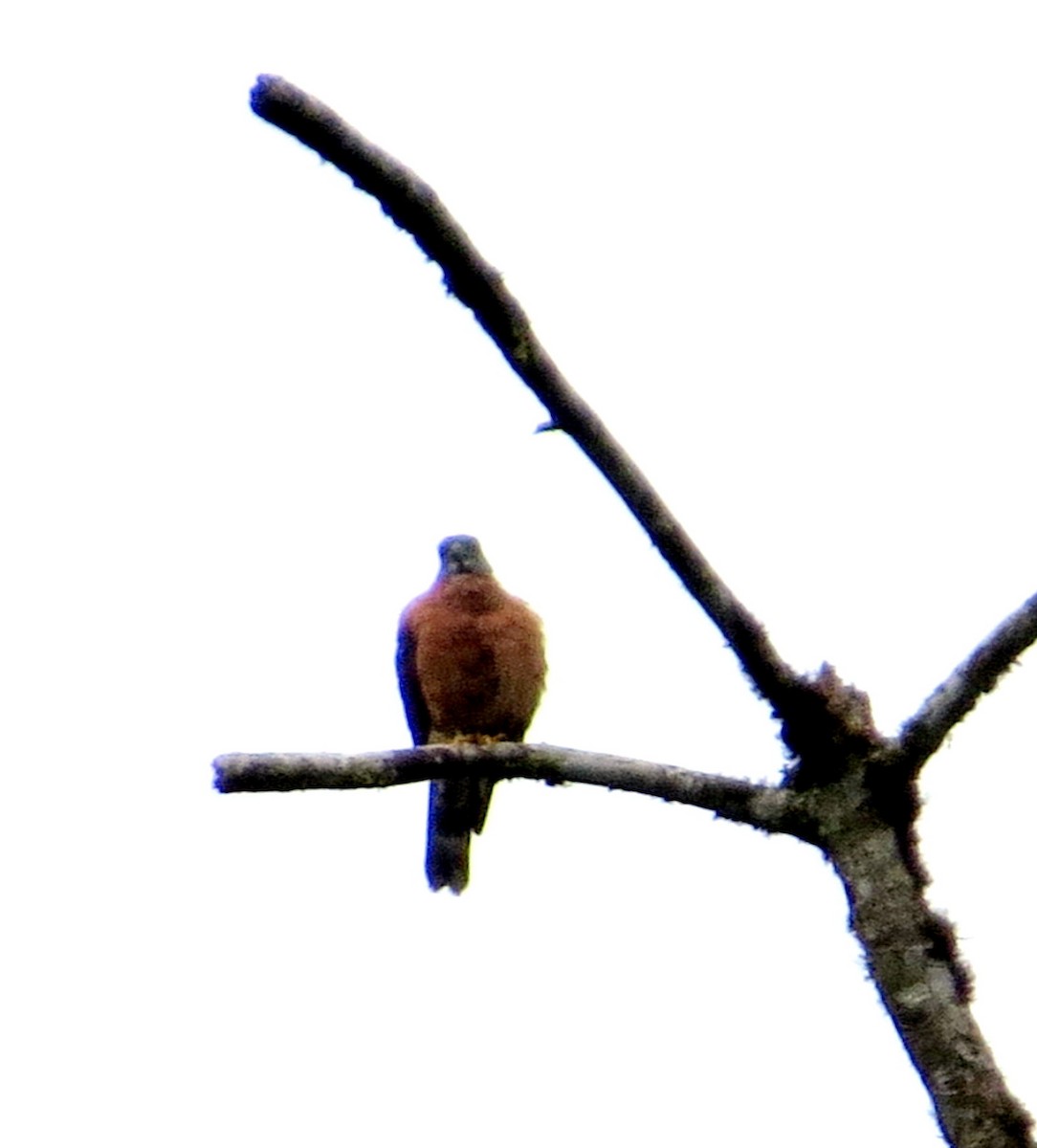 tannglente - ML646661881