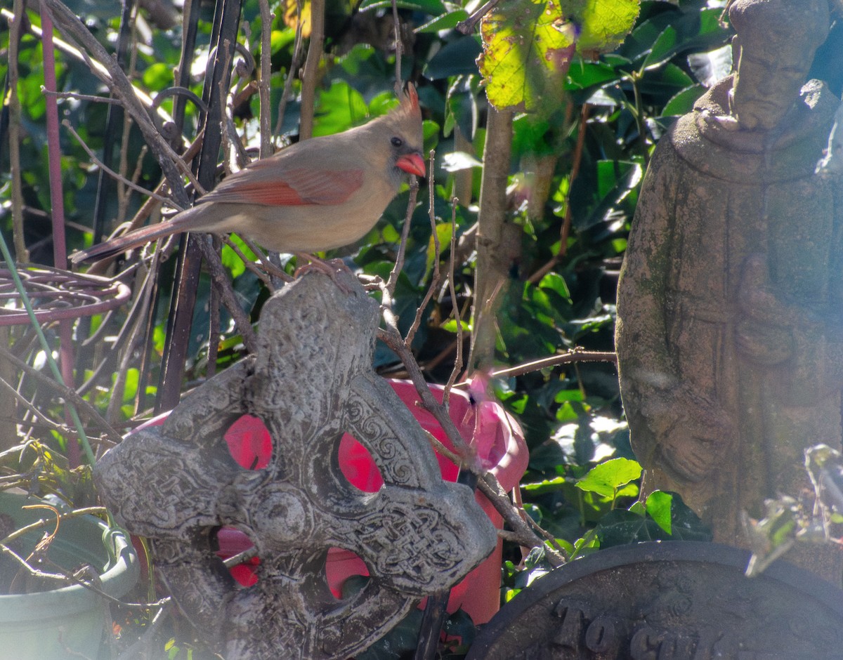 Cardenal Norteño - ML646661885