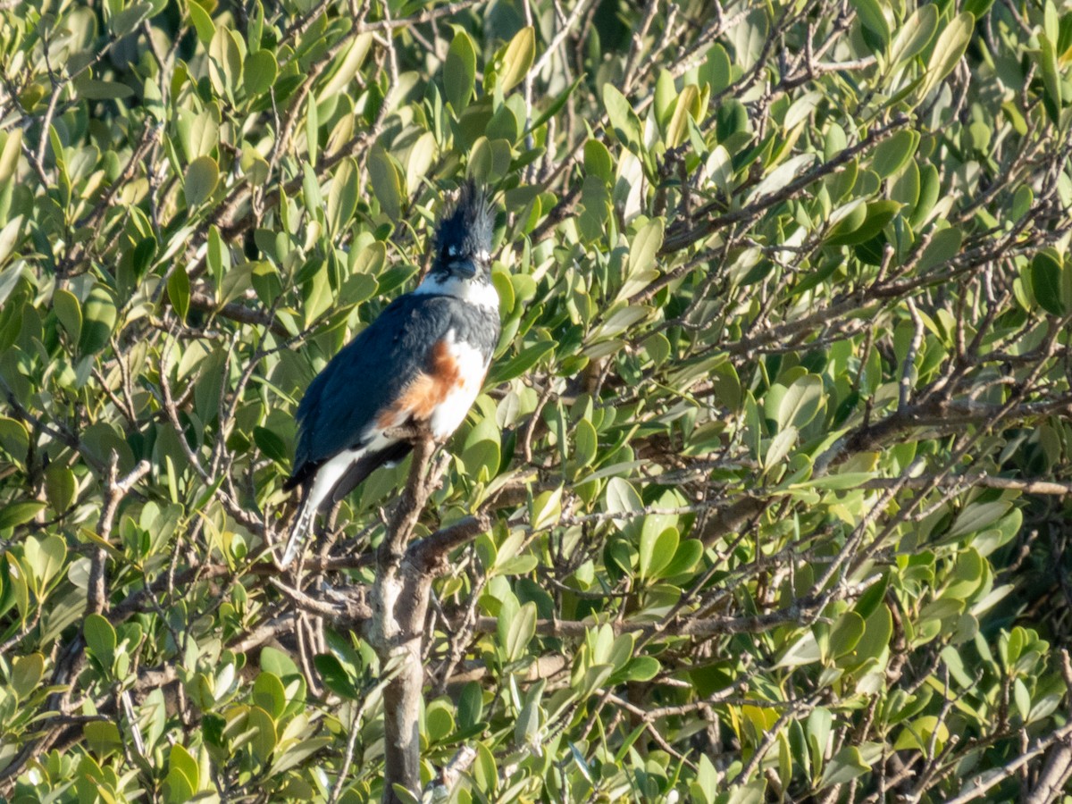 Gürtelfischer - ML646661886