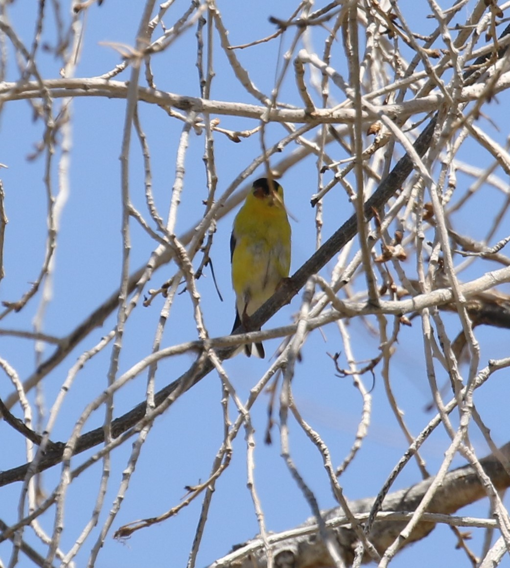 Jilguero Yanqui - ML646661889