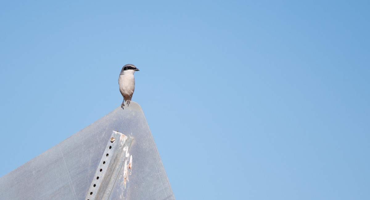 Pie-grièche migratrice - ML646661890