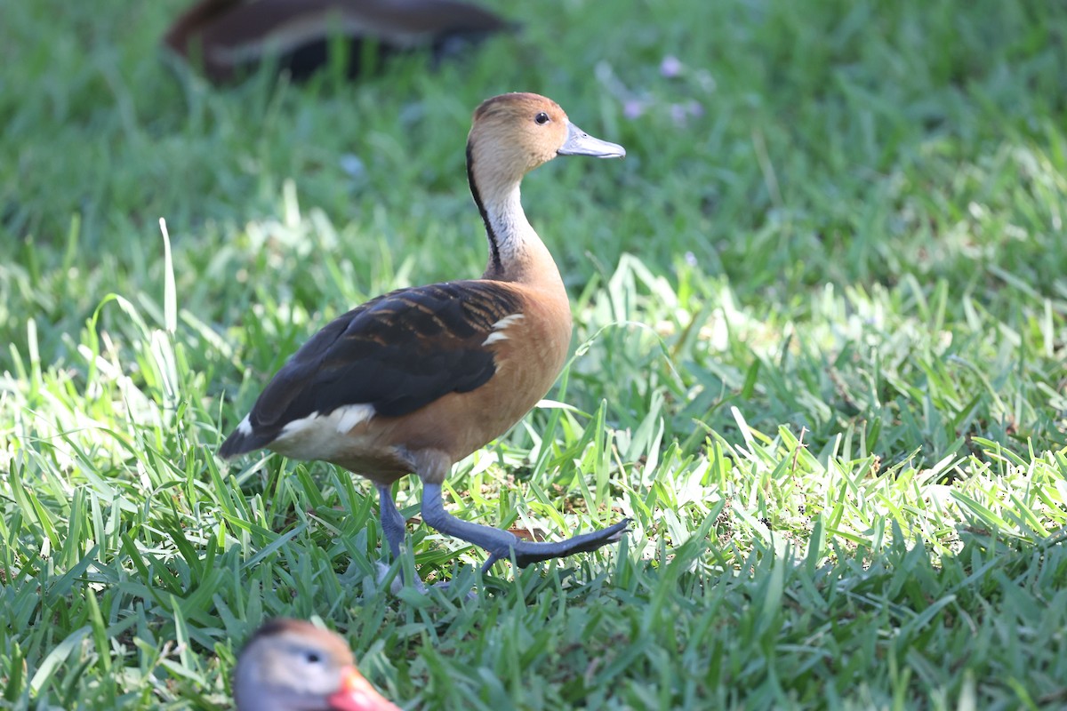 Fulvous Whistling-Duck - ML646661891