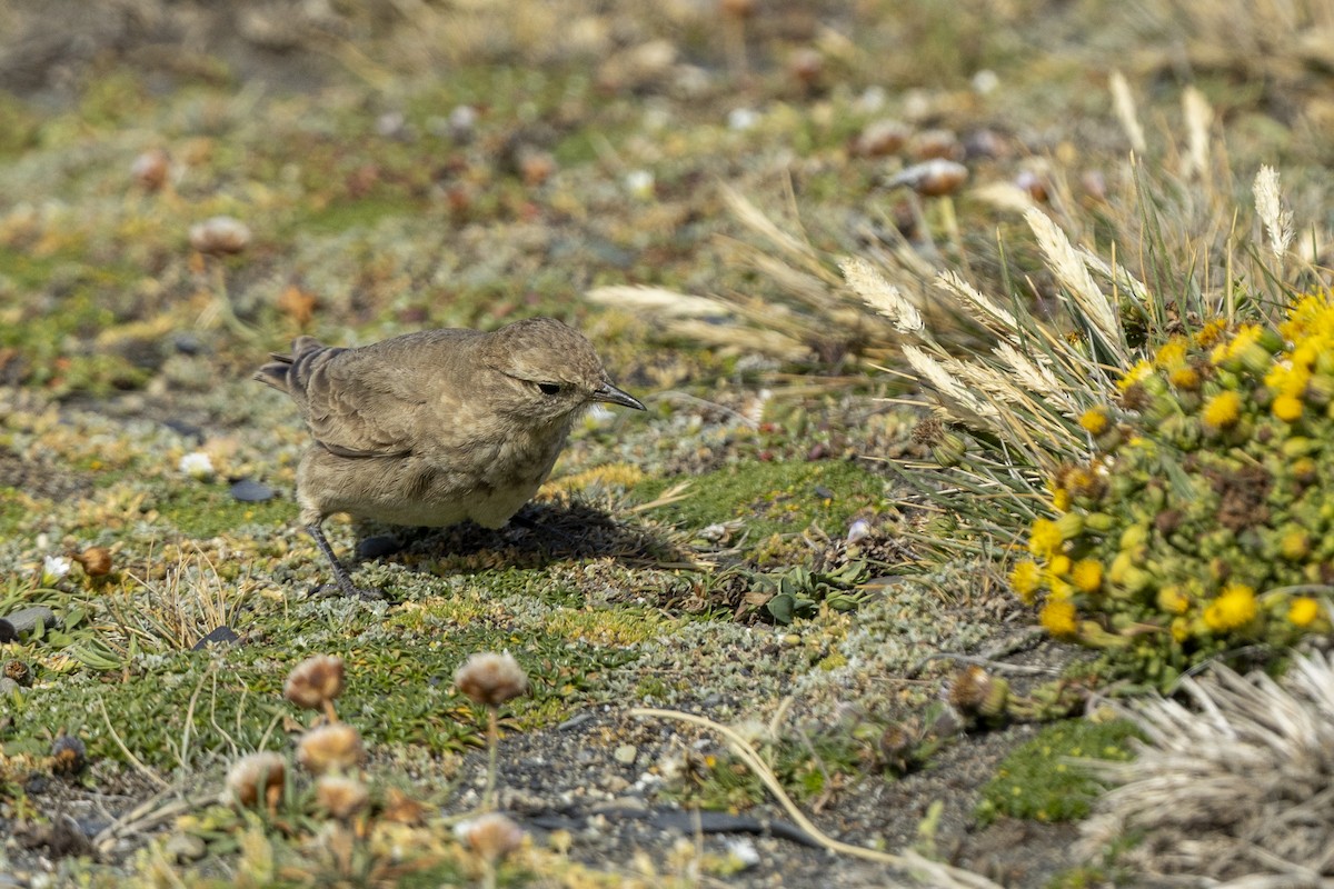 Short-billed Miner - ML646661892