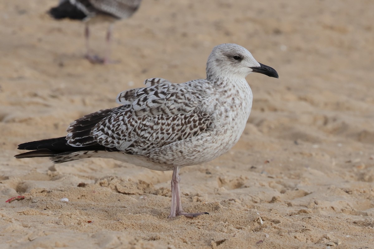 Yellow-legged Gull - ML646661895