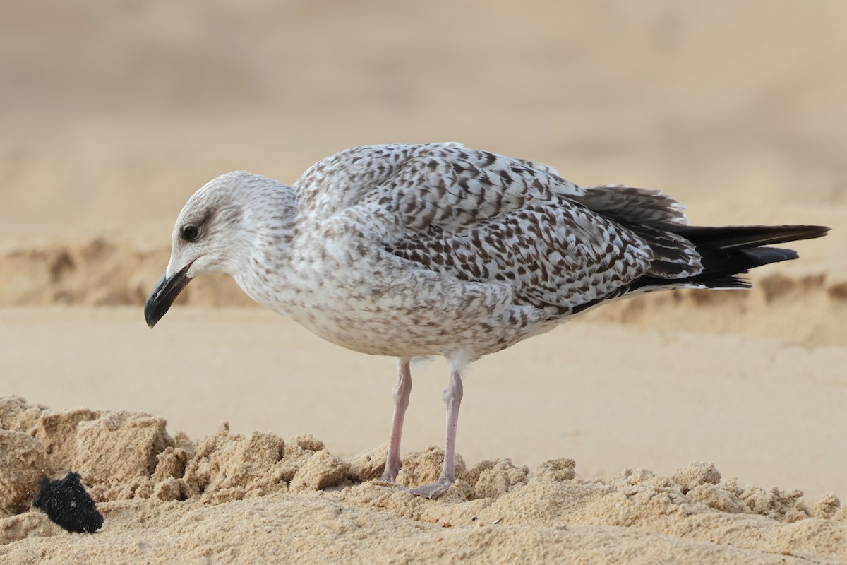 Yellow-legged Gull - ML646661896