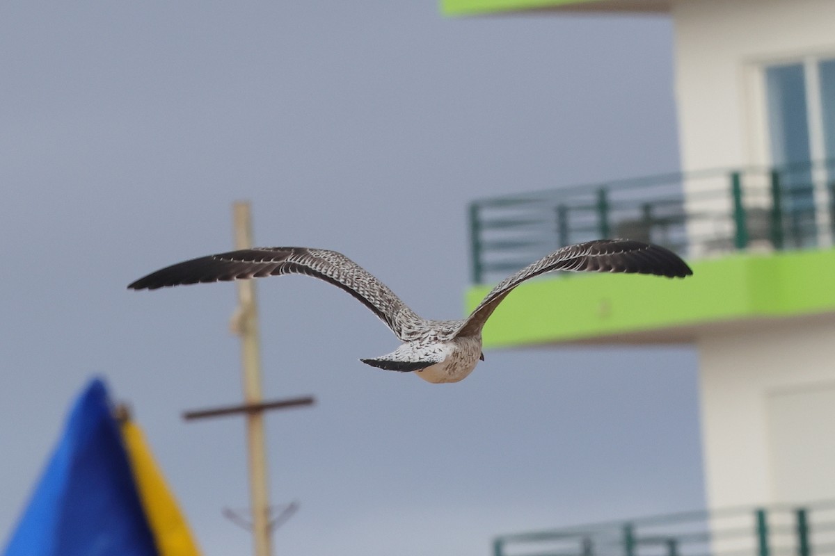 Yellow-legged Gull - ML646661897