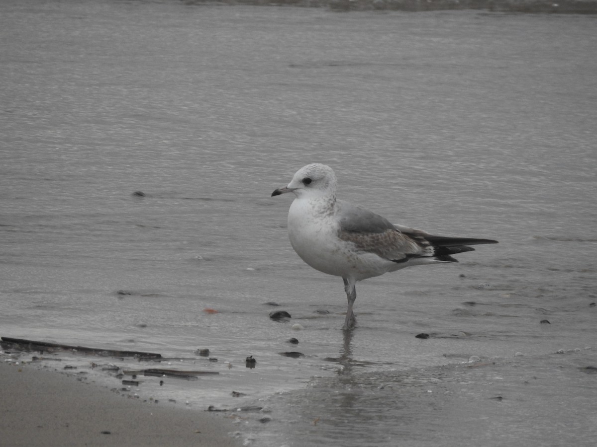 Common Gull - ML646661900