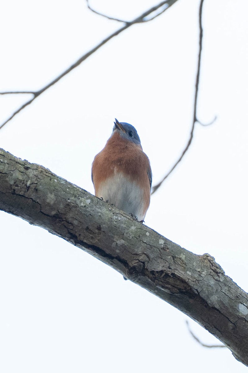 Eastern Bluebird - ML646661902