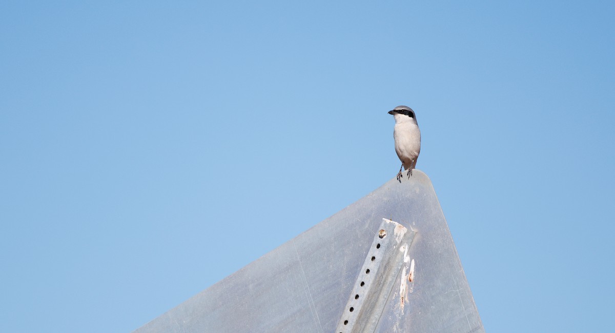 Pie-grièche migratrice - ML646661903