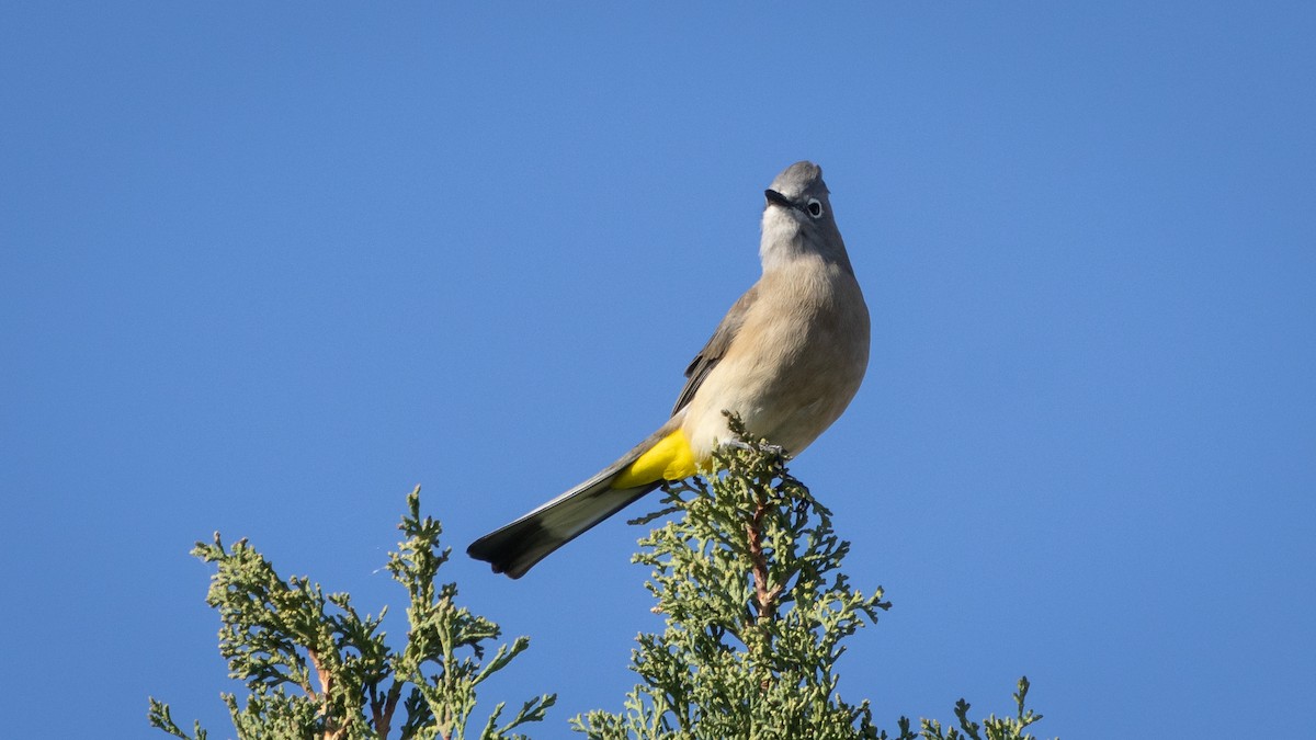 Gray Silky-flycatcher - ML646661904