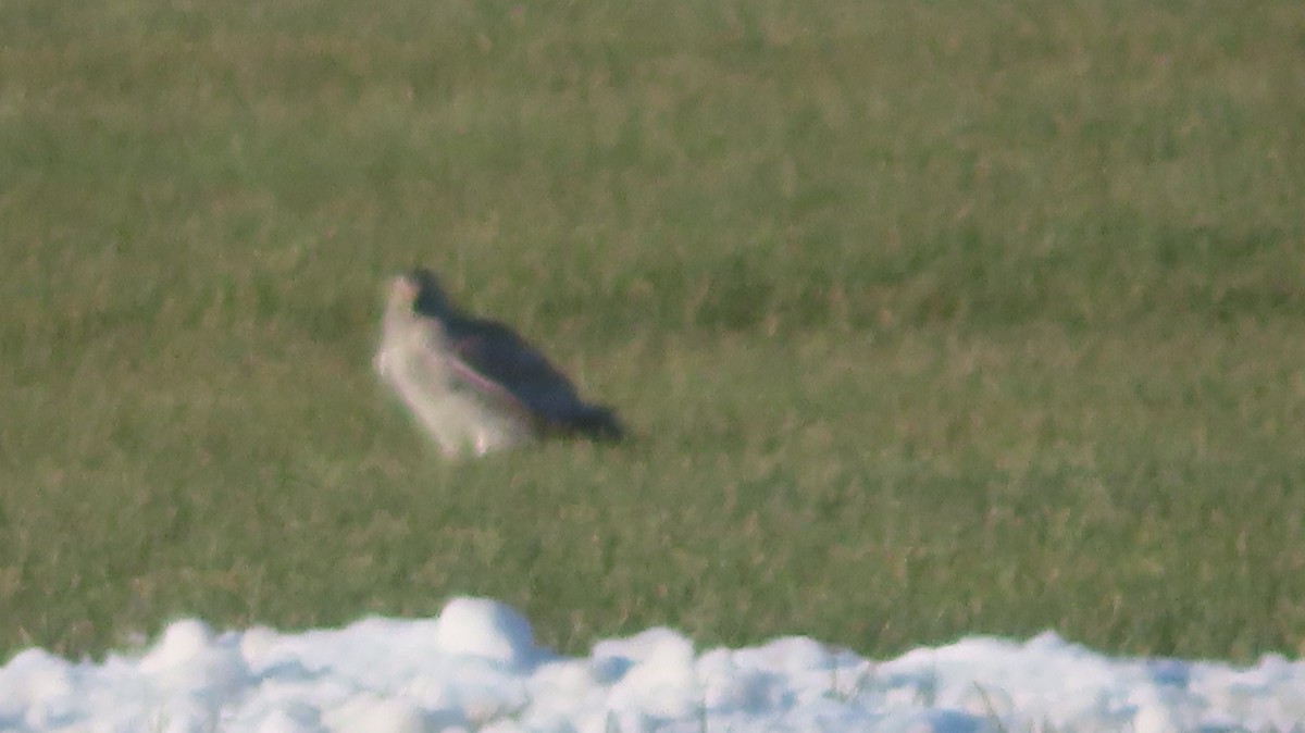 Busard des marais - ML646661905