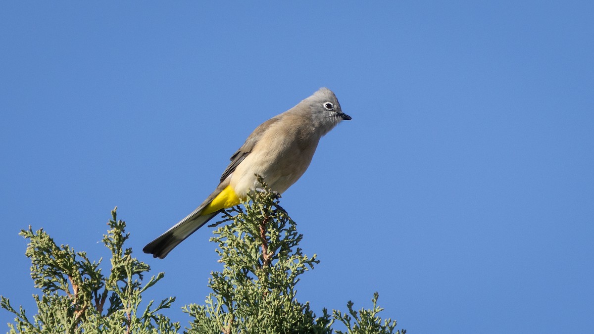 Gray Silky-flycatcher - ML646661907