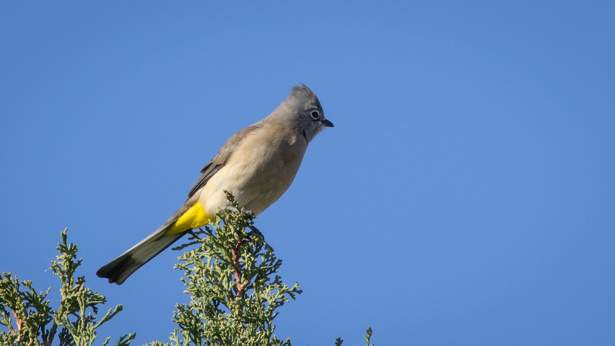 Gray Silky-flycatcher - ML646661908