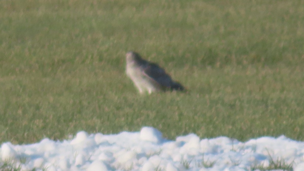 Busard des marais - ML646661909