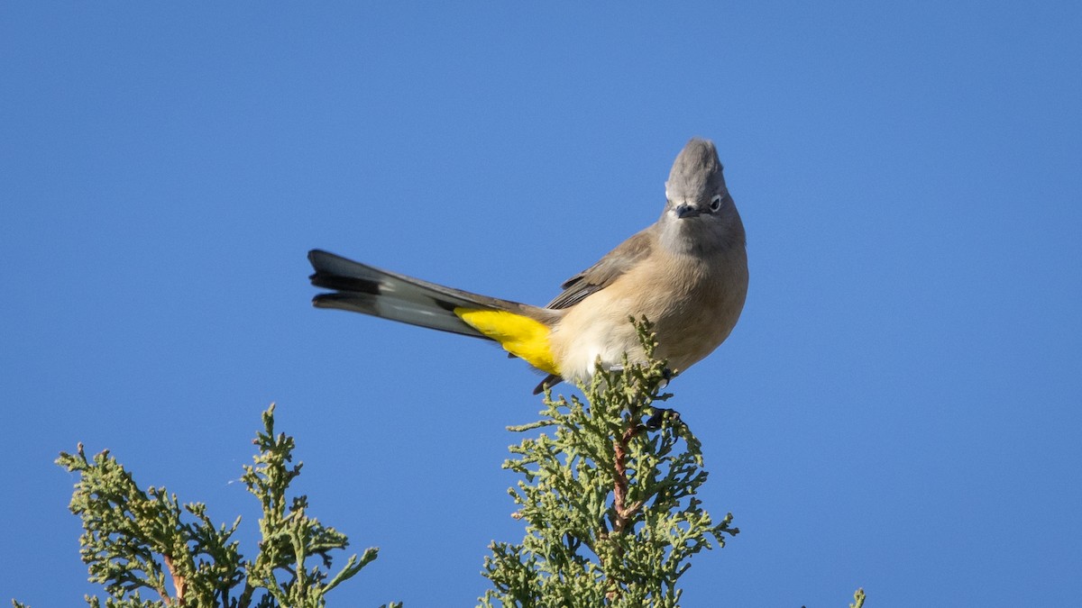 Gray Silky-flycatcher - ML646661911