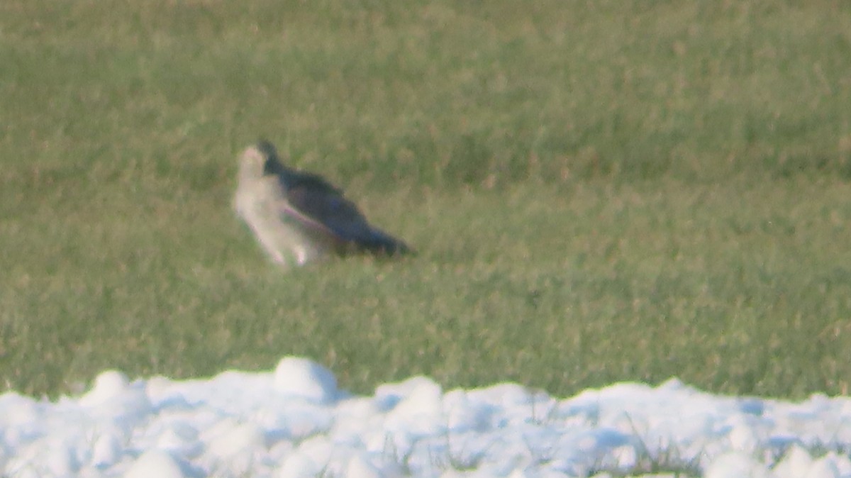 Busard des marais - ML646661913