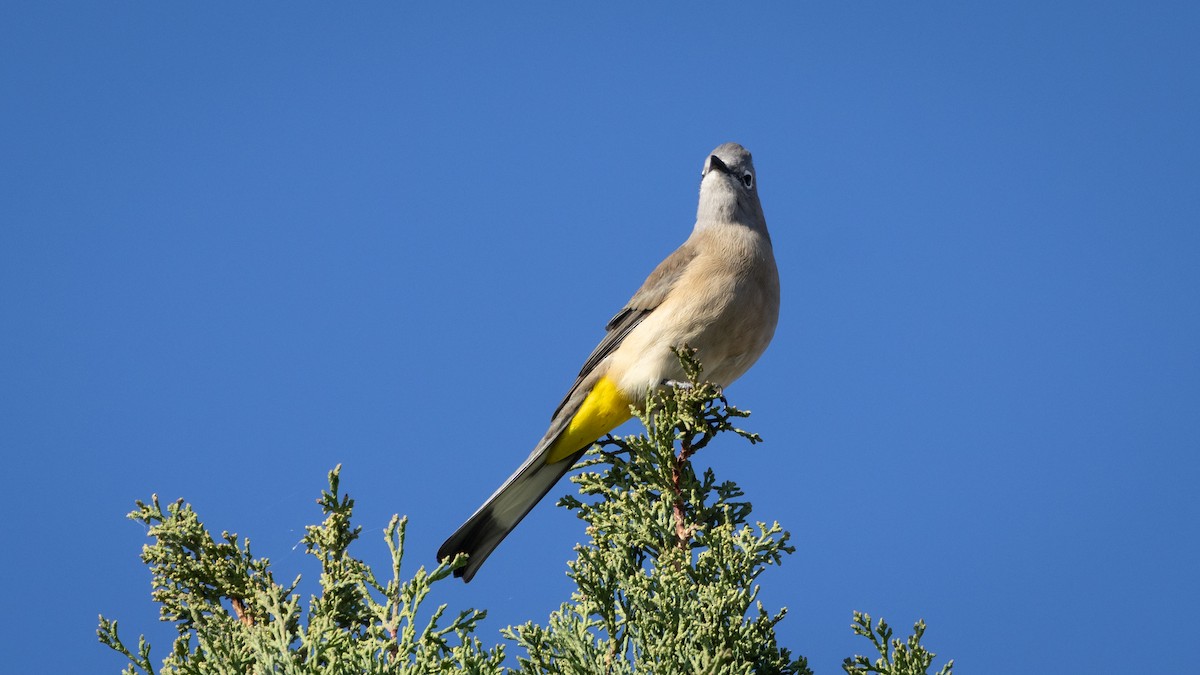 Gray Silky-flycatcher - ML646661914