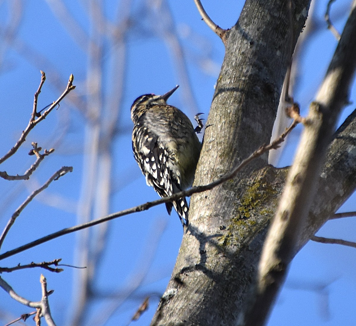 Yellow-bellied Sapsucker - ML646661916