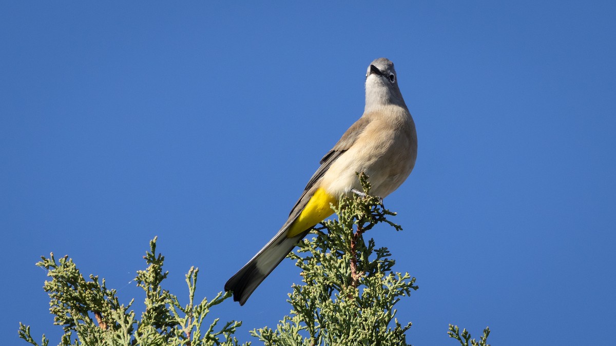 Gray Silky-flycatcher - ML646661917