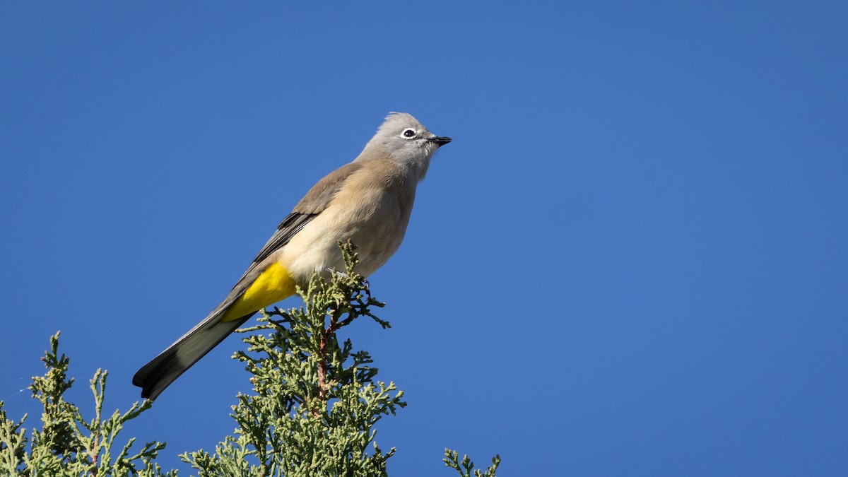Gray Silky-flycatcher - ML646661919