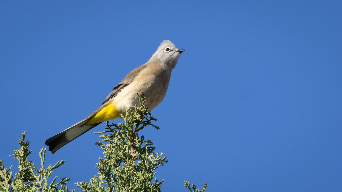 Gray Silky-flycatcher - ML646661921