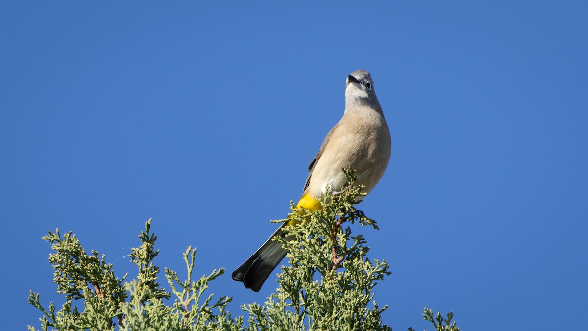 Gray Silky-flycatcher - ML646661923
