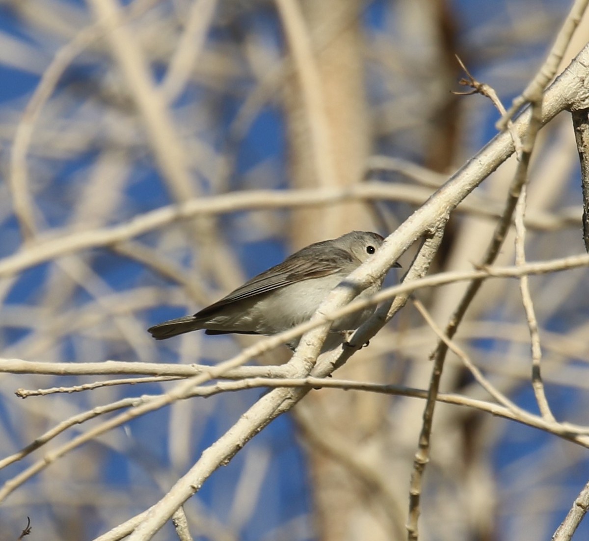 Reinita de Lucy - ML646661924