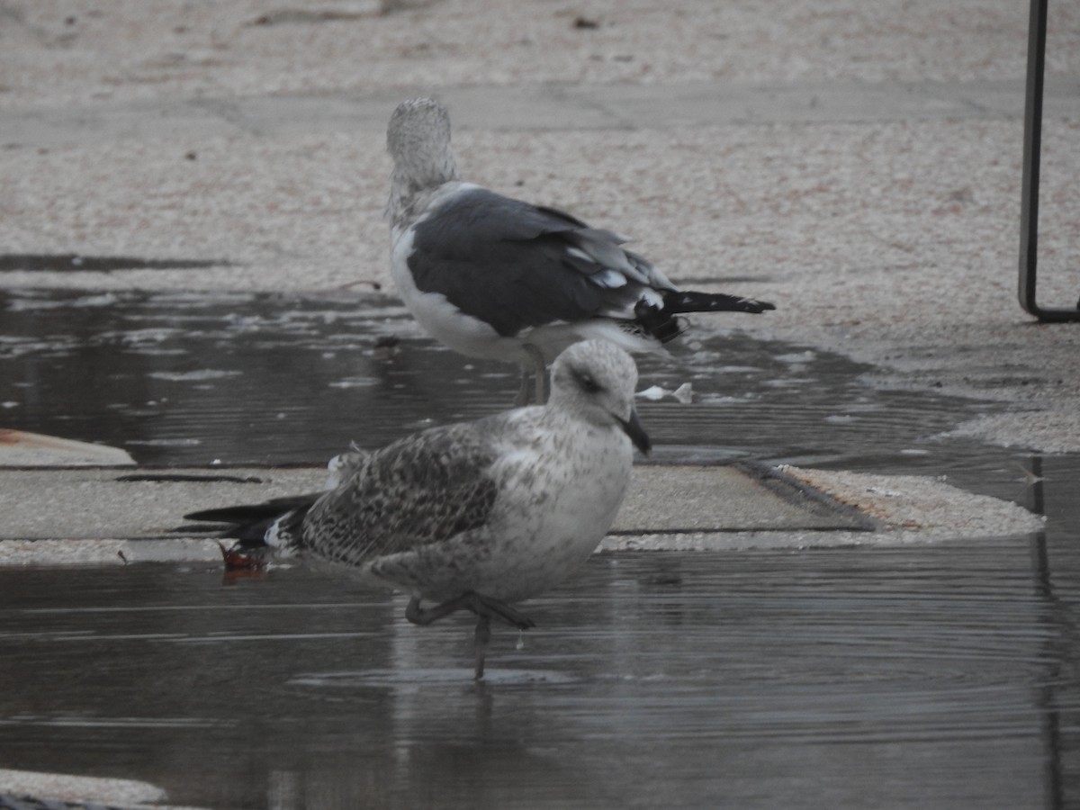 Lesser Black-backed Gull - ML646661925