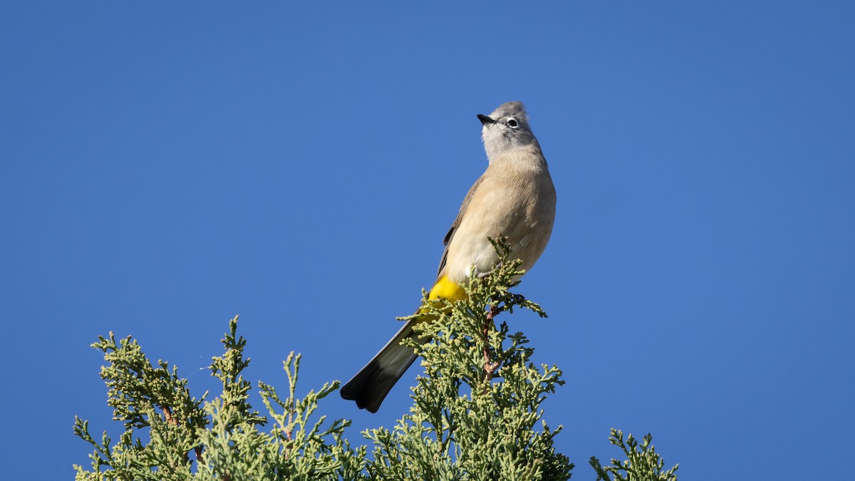 Gray Silky-flycatcher - ML646661926