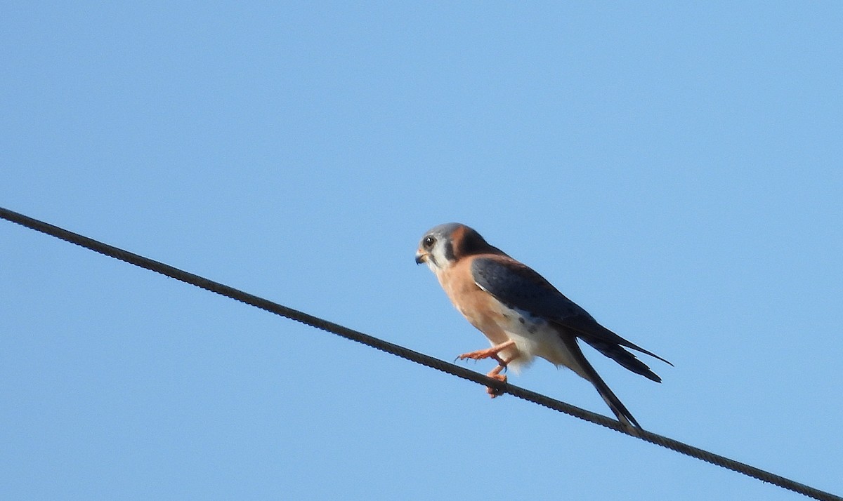 アメリカチョウゲンボウ - ML646661927