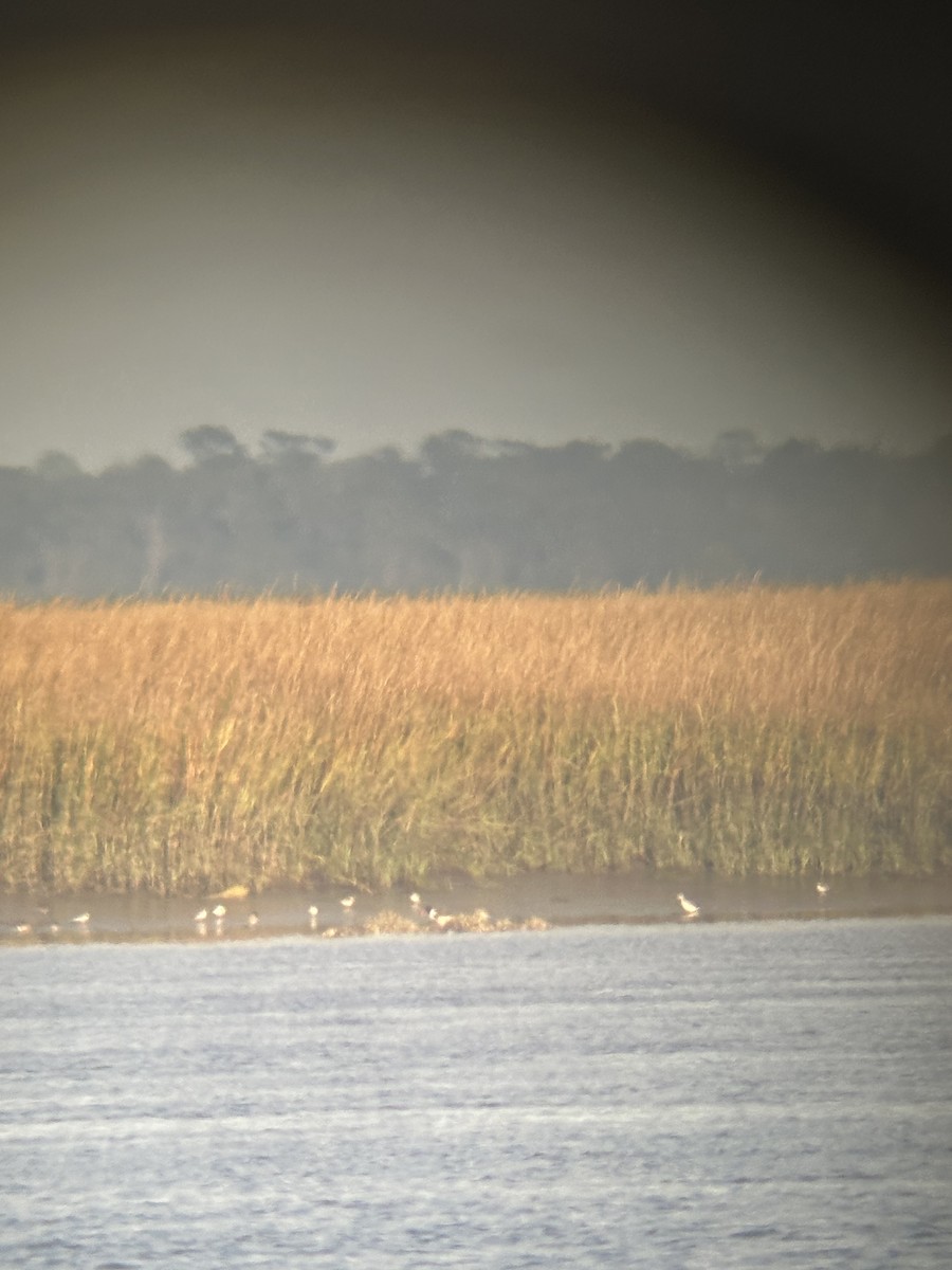American Oystercatcher - ML646661928