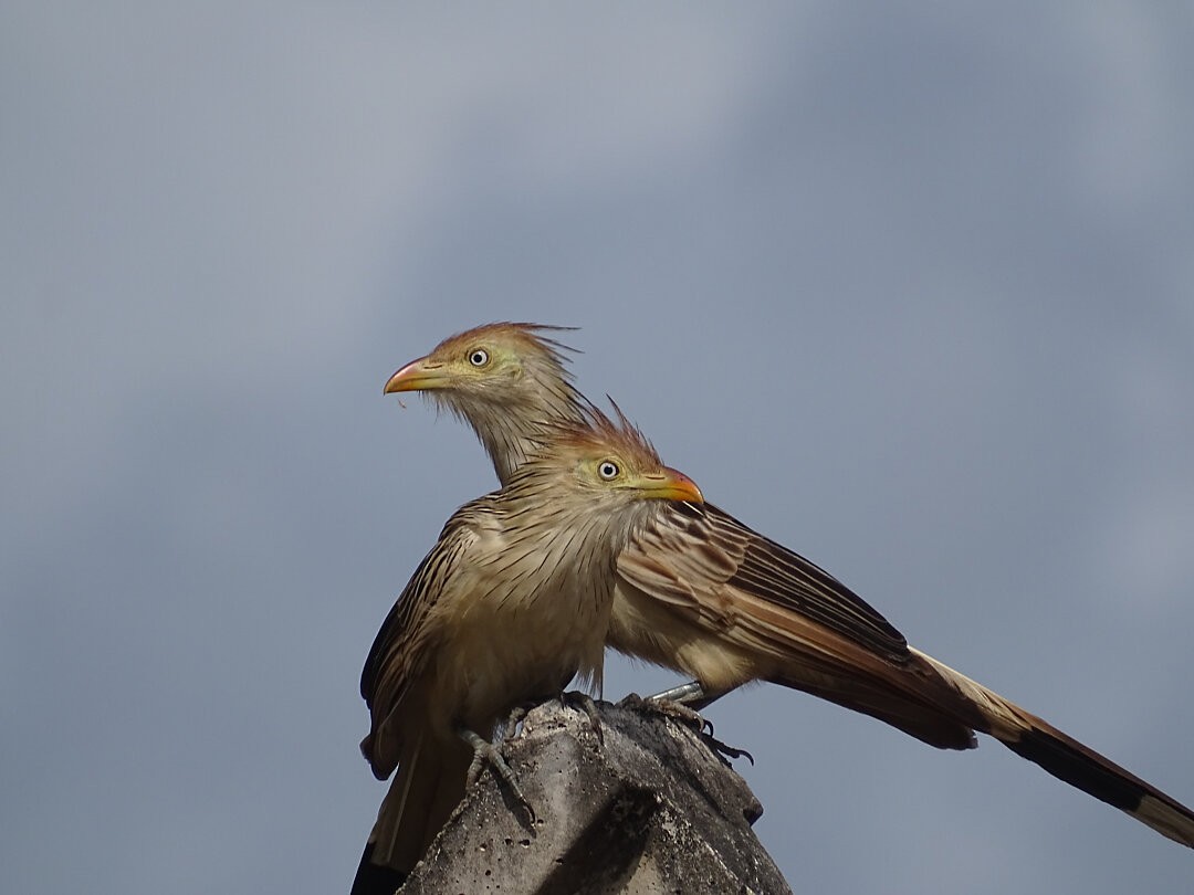 Guira Cuckoo - ML646661929