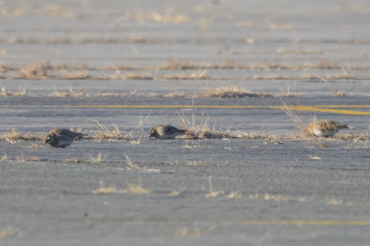Lapland Longspur - ML646661930