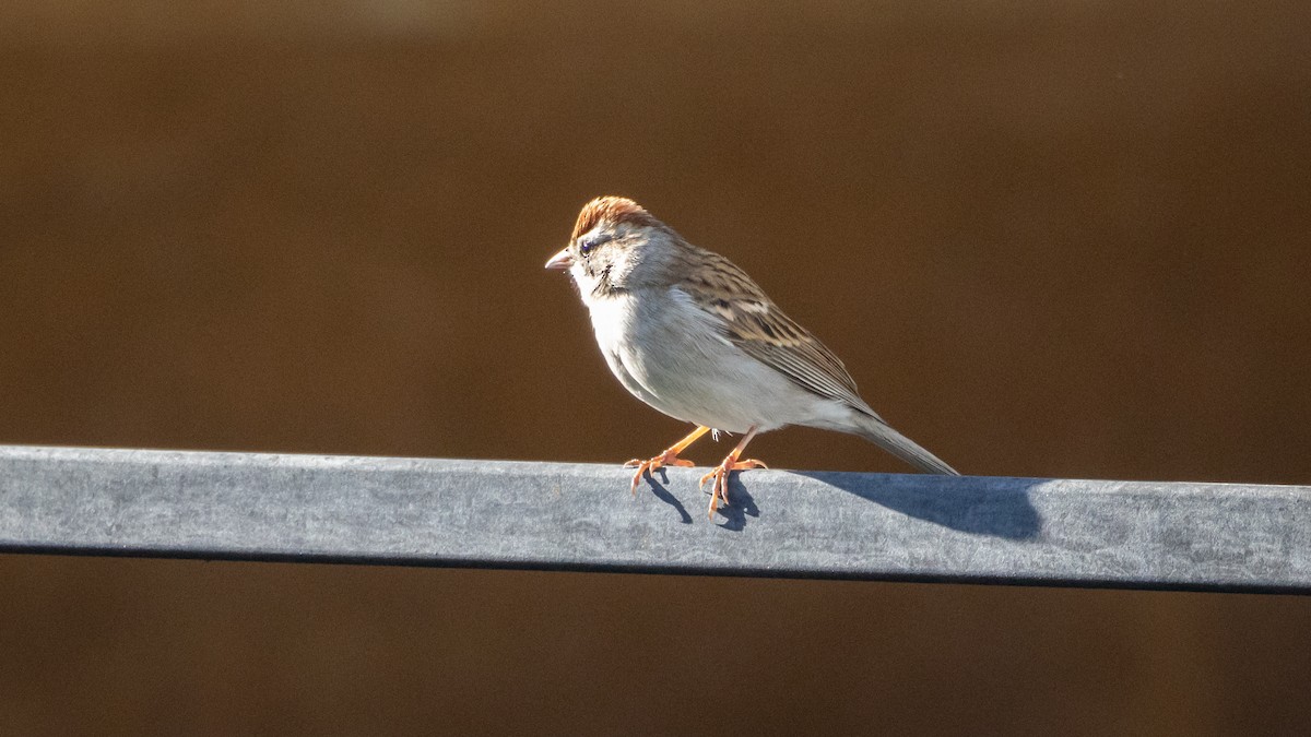 Chipping Sparrow - ML646661931