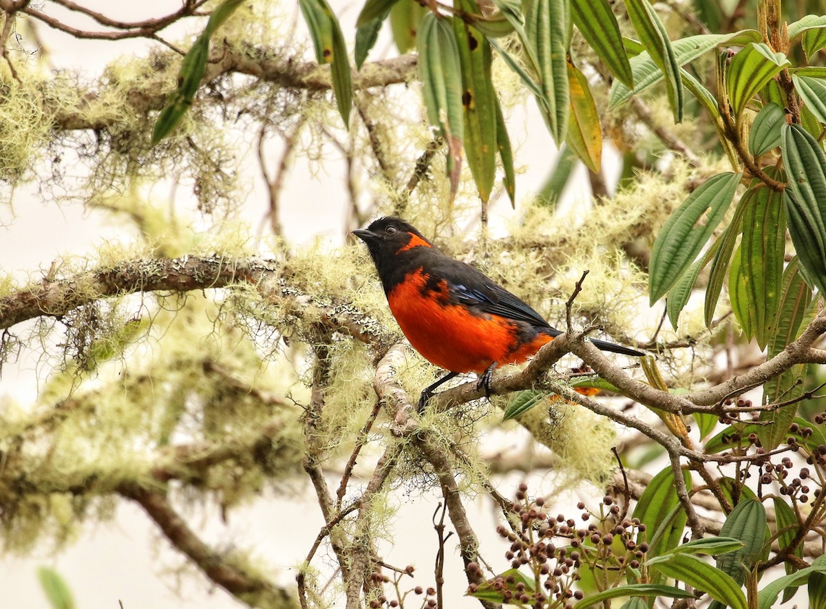 rødbuktanagar - ML646661932