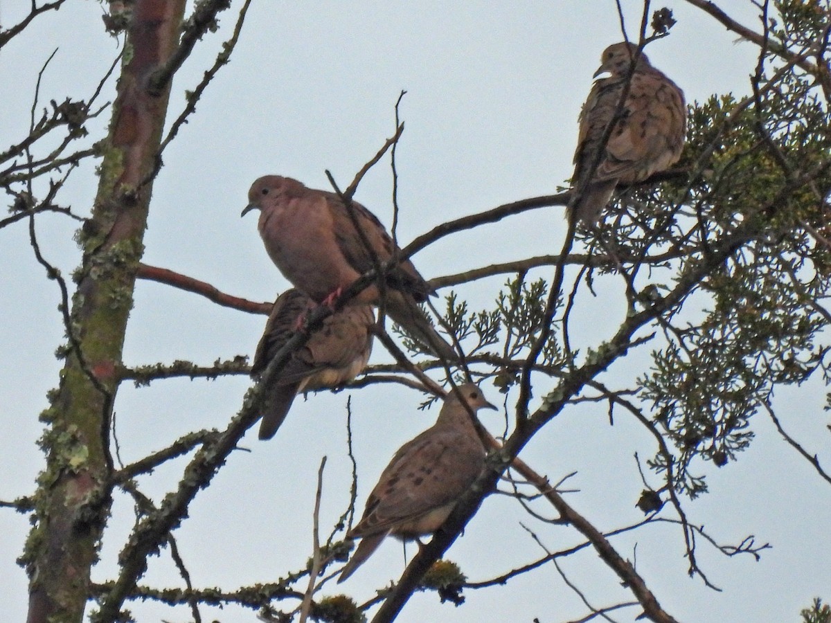 Ohrflecktaube - ML646661933