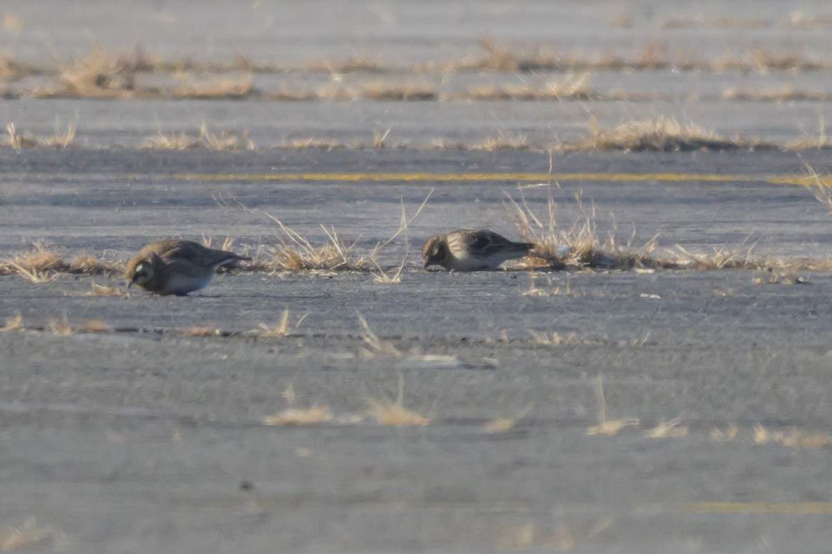 Lapland Longspur - ML646661934