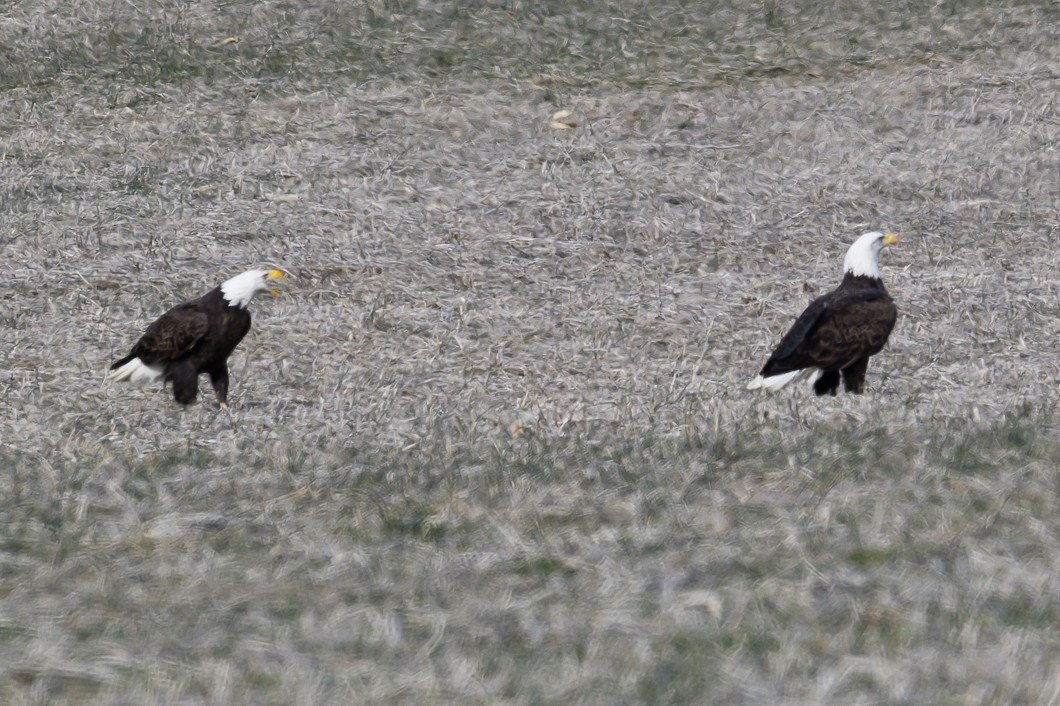 Bald Eagle - ML646661935