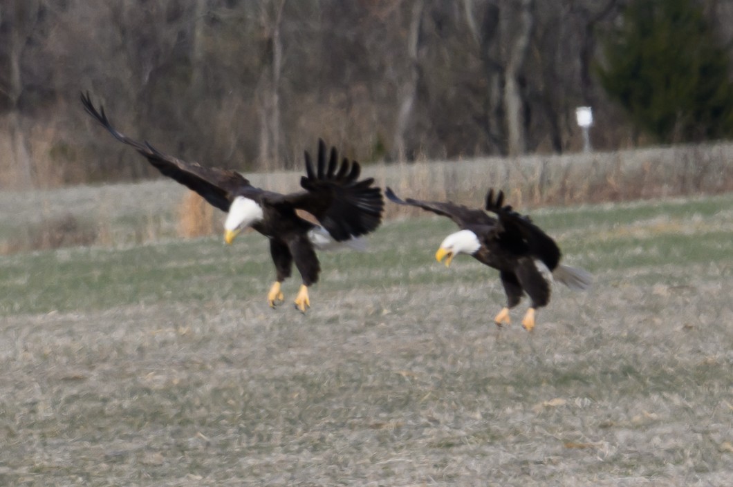 Bald Eagle - ML646661936