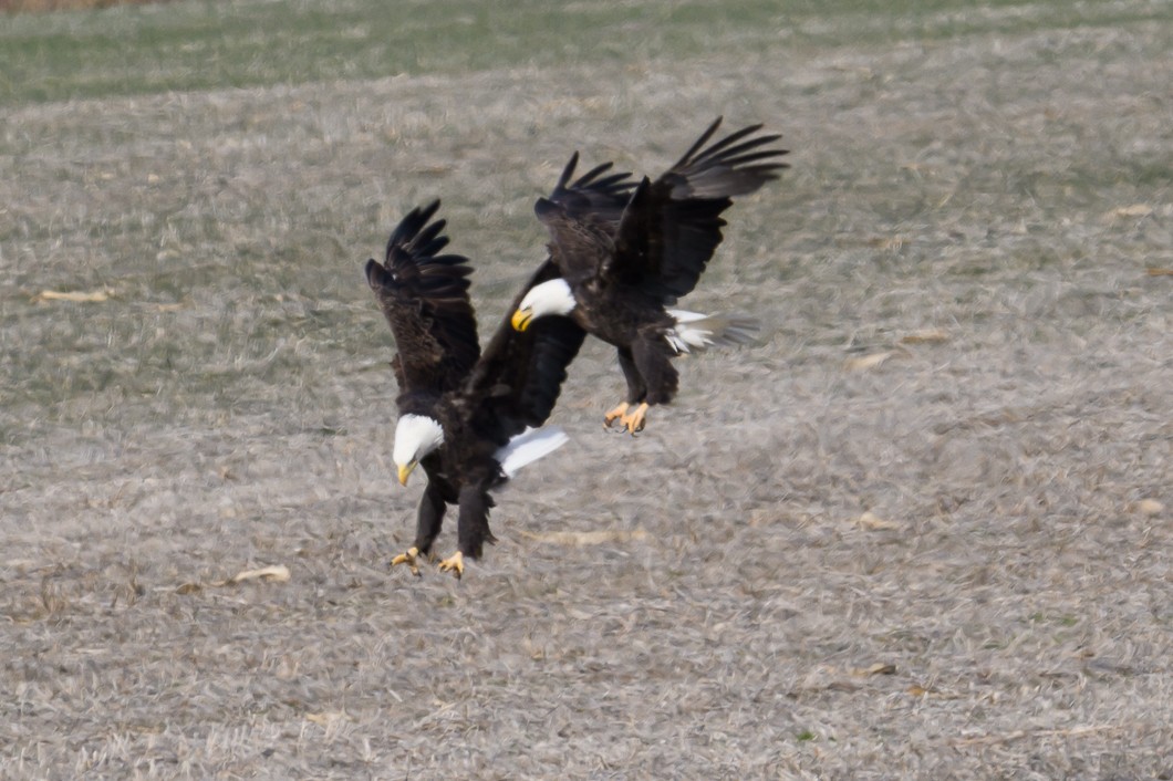 Bald Eagle - ML646661937