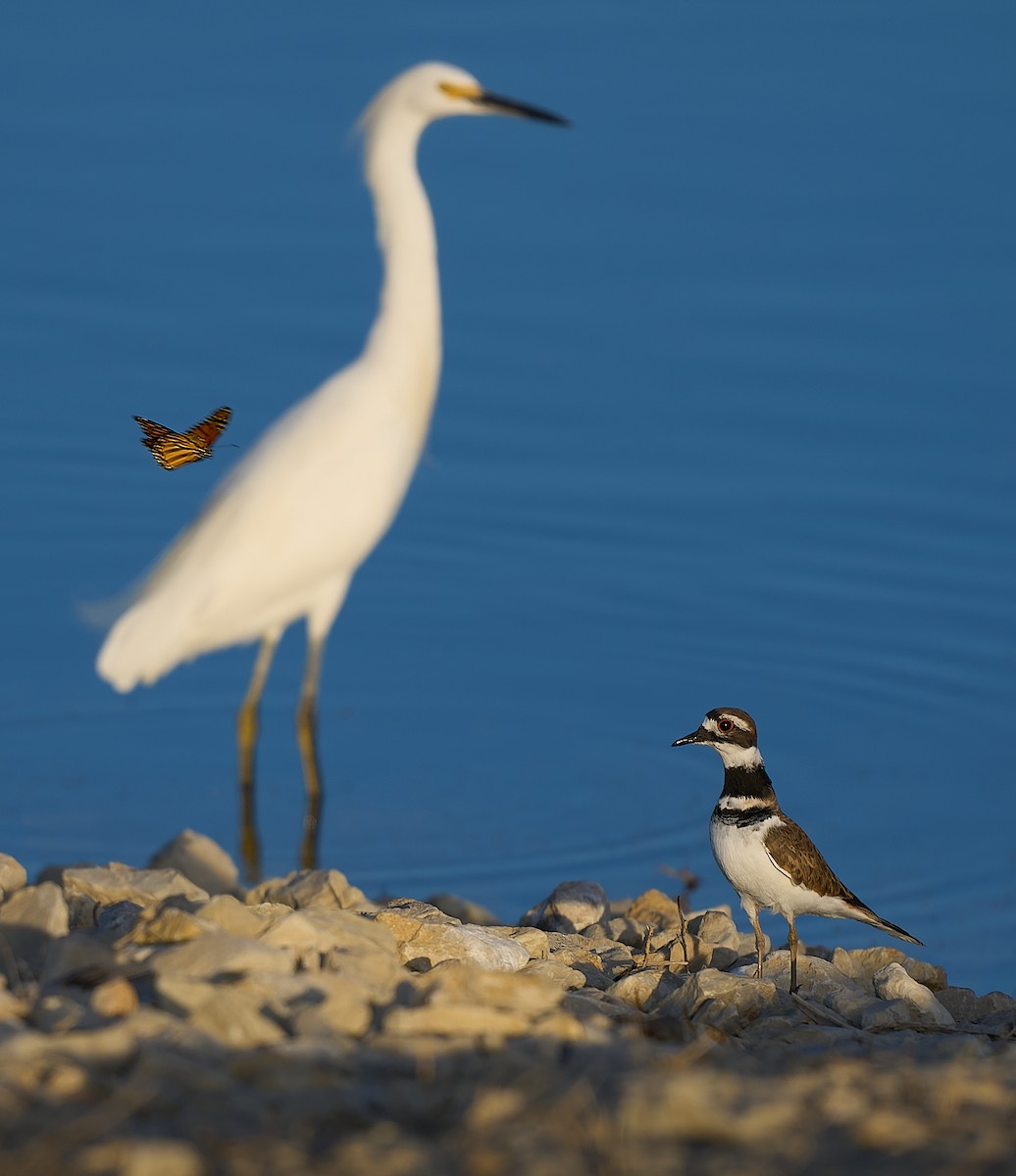 Killdeer - ML646661938