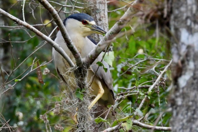 Bihoreau gris - ML646661939