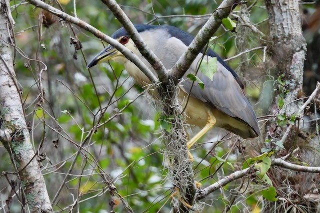 Bihoreau gris - ML646661940