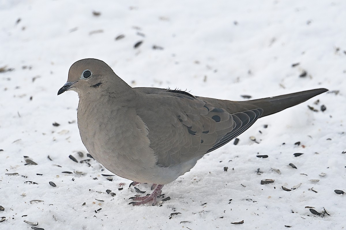 ナゲキバト - ML646661941